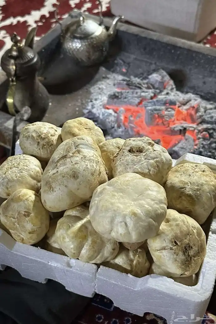 فقع زبيدي 2