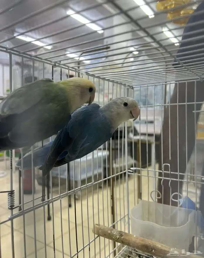 مفقود جوز روز 0