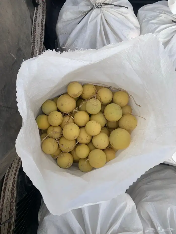 نبات الحدج شري 3
