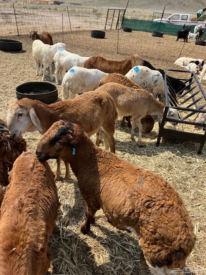 سواكني تربيه 2