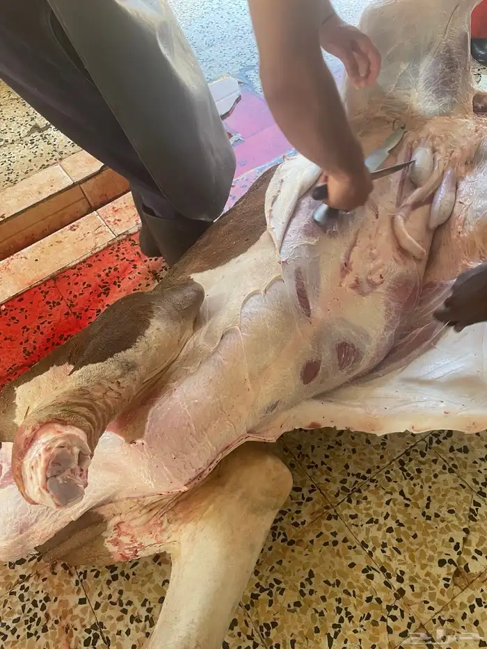 حسيل شركه ربع 1300 30