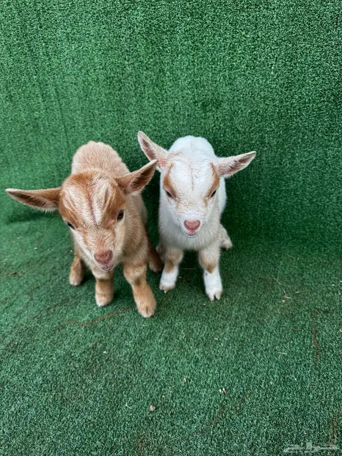 ماعز قزم جوز امريكي تشيكي 0