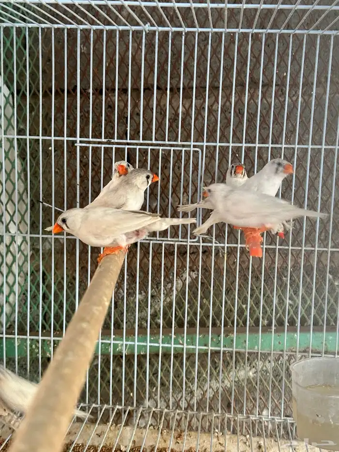 زيبرا أبيض 1