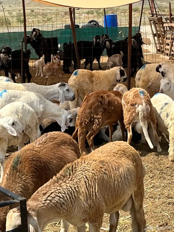 سواكني تربيه 4