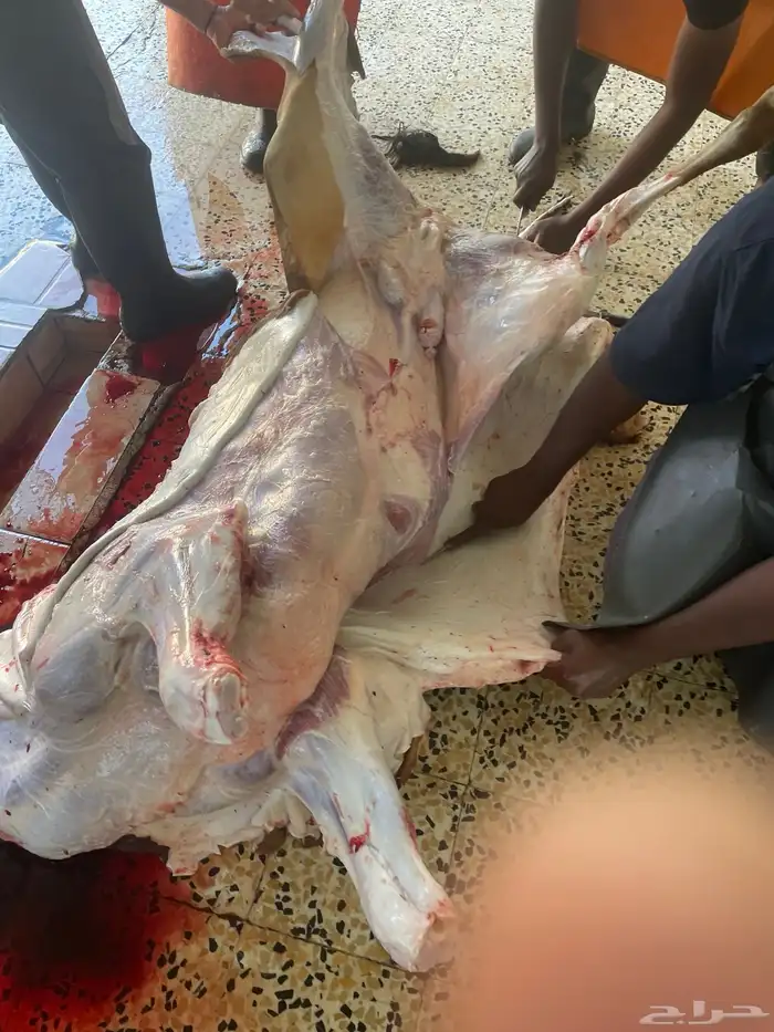 حسيل شركه ربع 1300 12