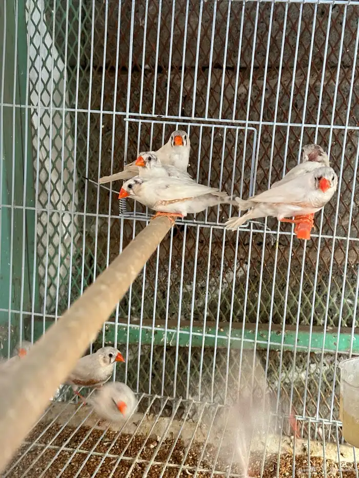 زيبرا أبيض 0