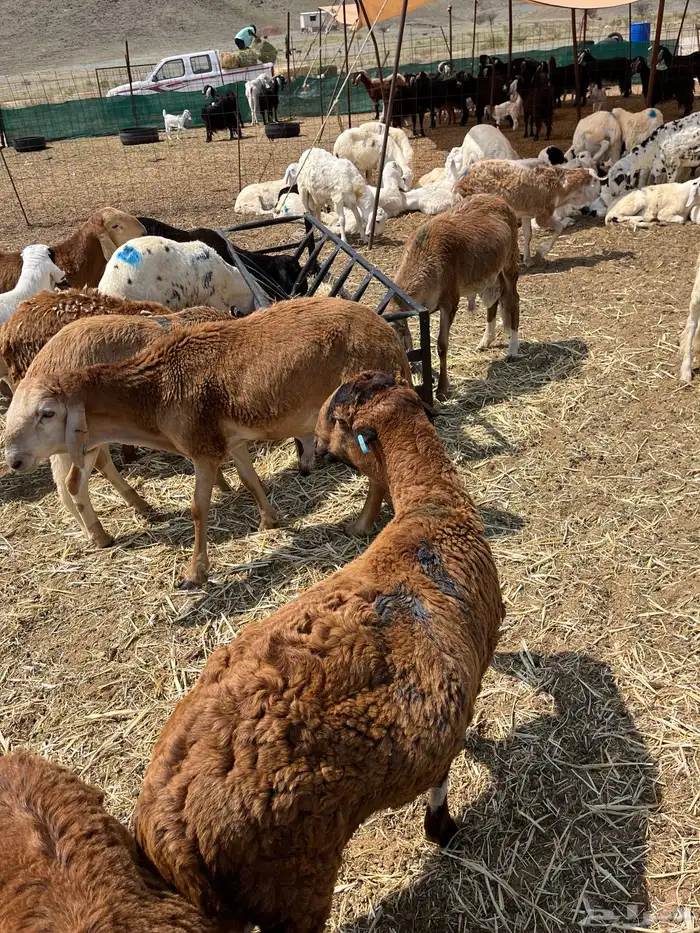 سواكني تربيه 3