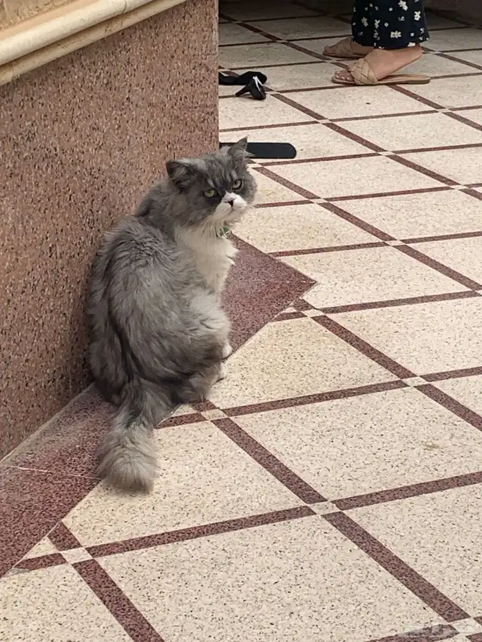 قط مفقود 1