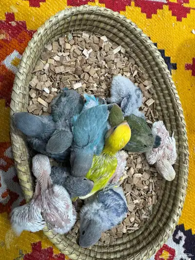 فروخ روز 0