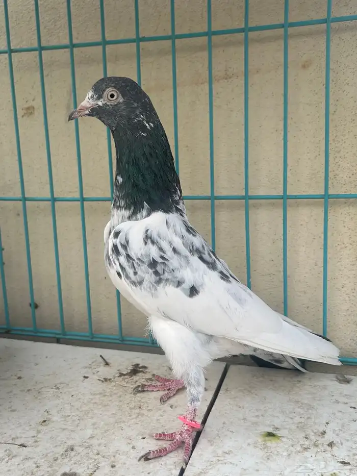 حمام باكستاني تم البيع 0
