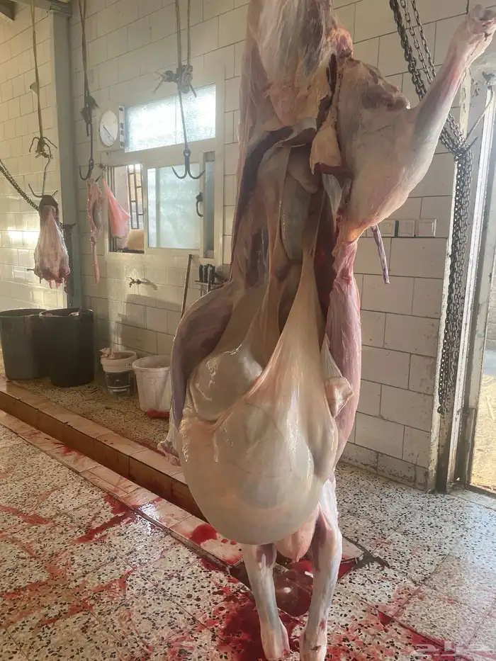 حسيل شركه ربع 1300 19