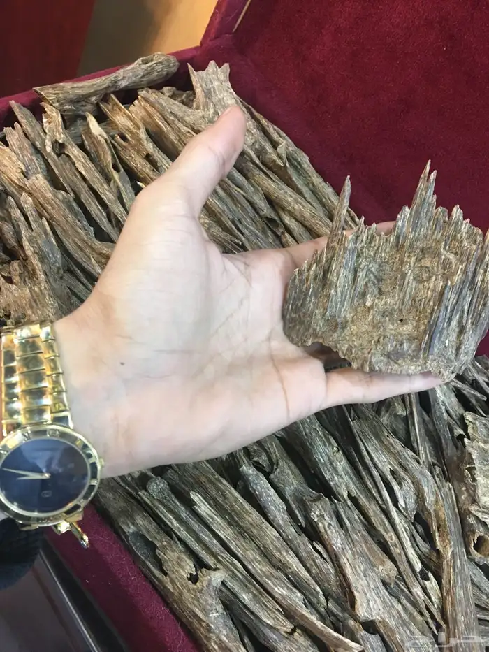 عود طبيعي و معمول ملكي 9