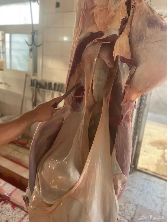 حسيل شركه ربع 1300 21