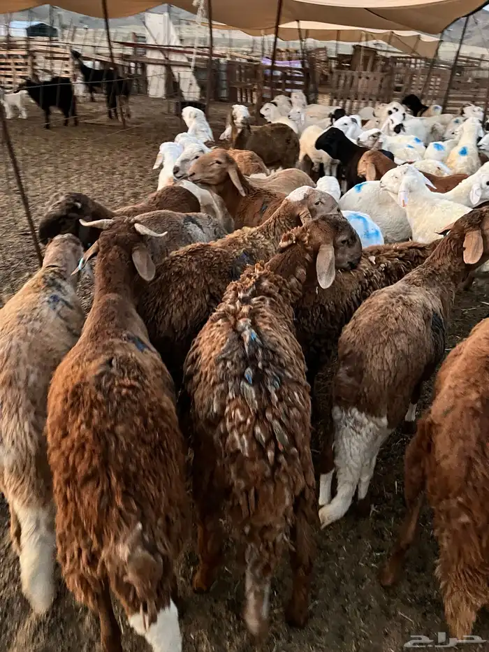 سواكني تربيه بسعار مناسبه للجميع 2