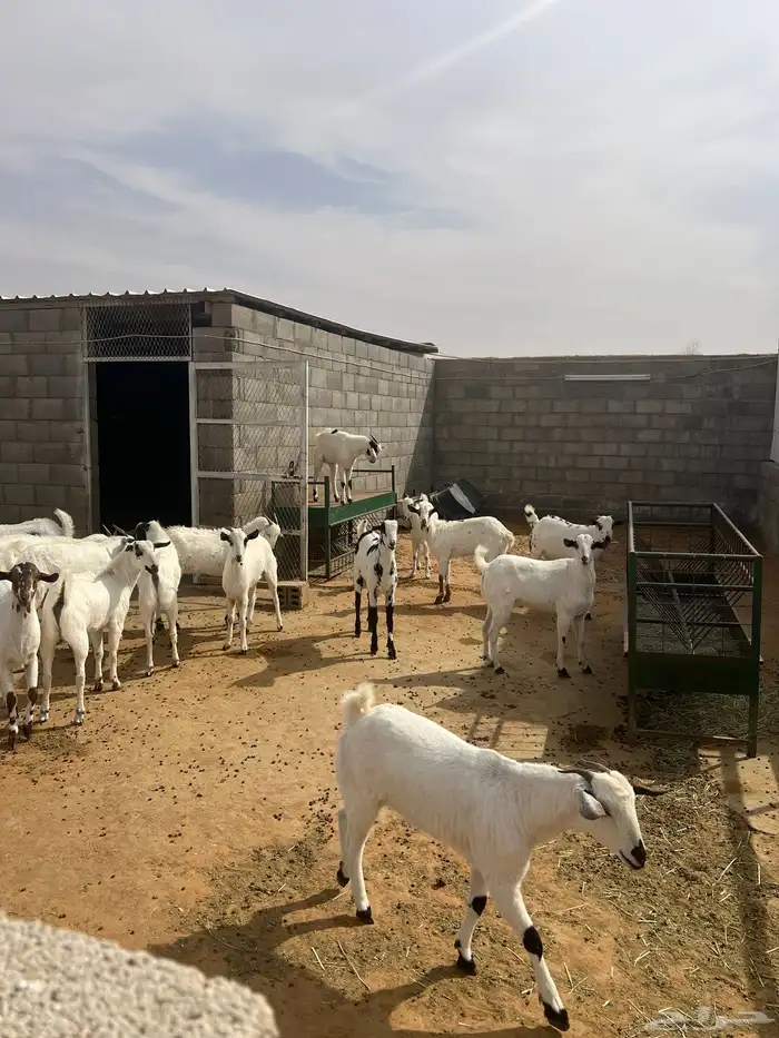 تيوس جنوبية ثنيان 1
