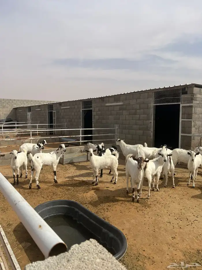 تيوس جنوبية ثنيان 2