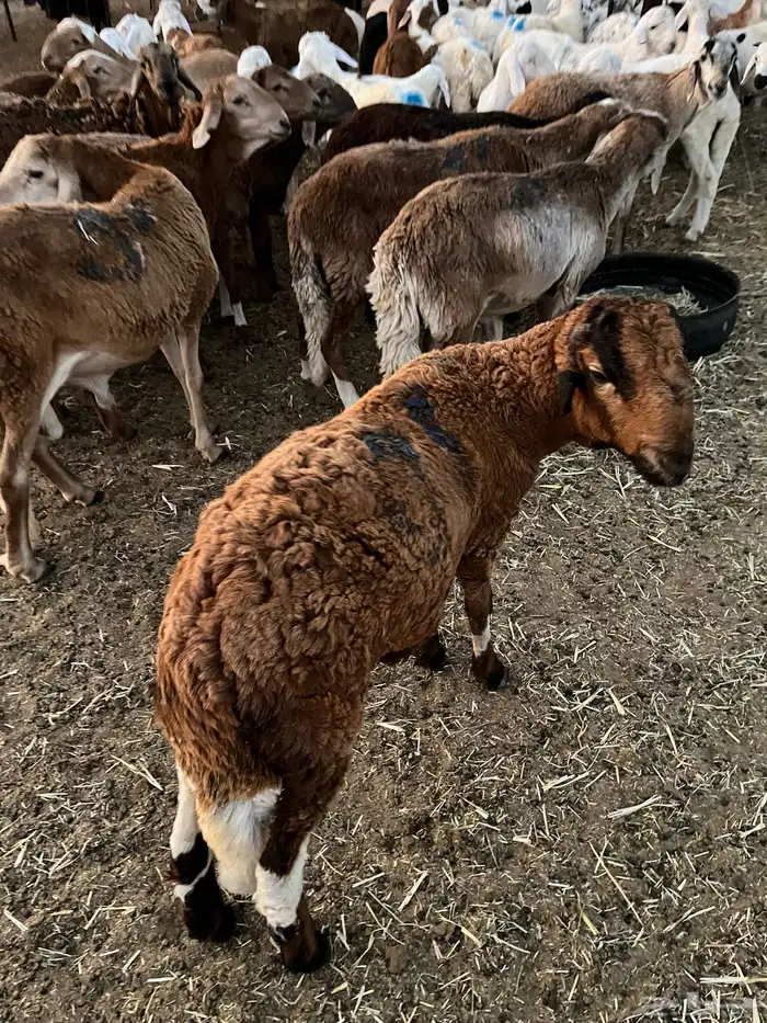 سواكني تربيه شي نظيف 3