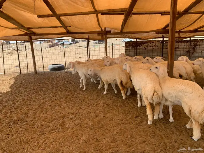 رخال حريات تم الليع 2