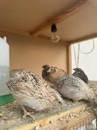 حمام سمان بطه سلاحف حلزون 3