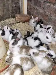 حمام سمان بطه سلاحف حلزون 6