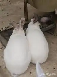 حمام سمان بطه سلاحف حلزون 10