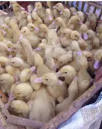 حمام سمان بطه سلاحف حلزون 5