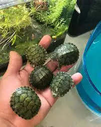 حمام سمان بطه سلاحف حلزون 0