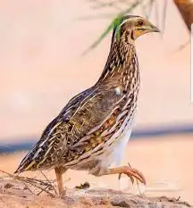 حمام سمان بطه سلاحف حلزون 2