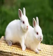 حمام سمان بطه سلاحف حلزون 8