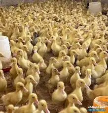 حمام سمان بطه سلاحف حلزون 4