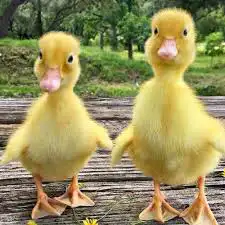 حمام سمان بطه سلاحف حلزون 11