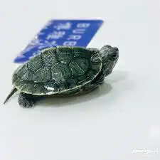 حمام سمان بطه سلاحف حلزون 1