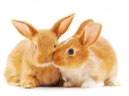 حمام سمان بطه سلاحف حلزون 7