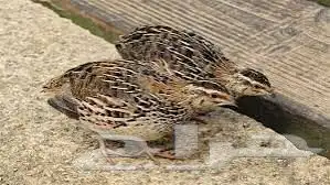 حمام سمان بطه سلاحف حلزون 12