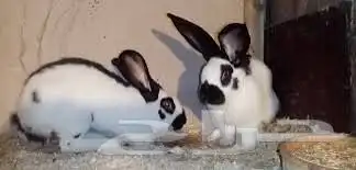 حمام سمان بطه سلاحف حلزون 9