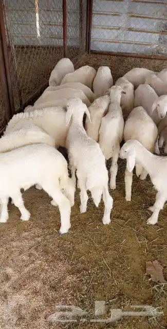 ذبايح مرابي عسير 15