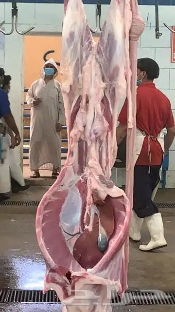 ذبايح مرابي عسير 20
