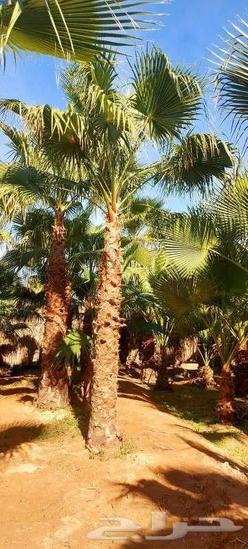 نخل واشنطن واشنطونيا 4