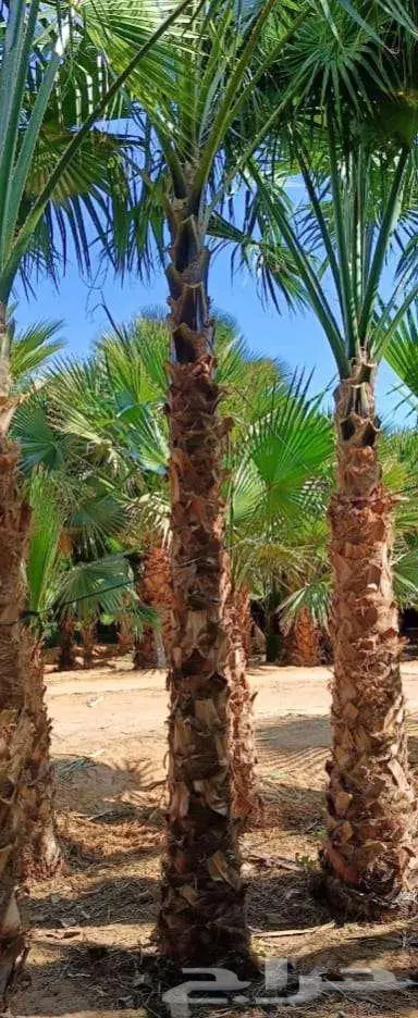 نخل واشنطن واشنطونيا 5
