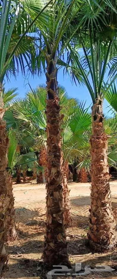 نخل واشنطن واشنطونيا 8