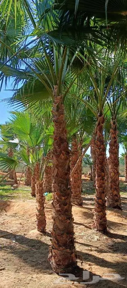 نخل واشنطن واشنطونيا 7