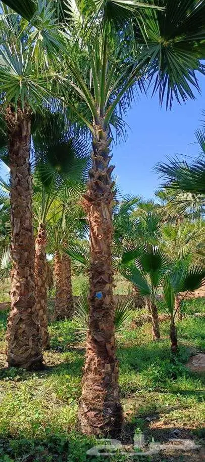 نخل واشنطن واشنطونيا 0
