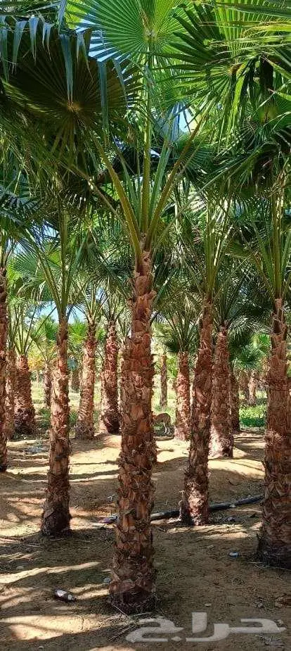 نخل واشنطن واشنطونيا 3