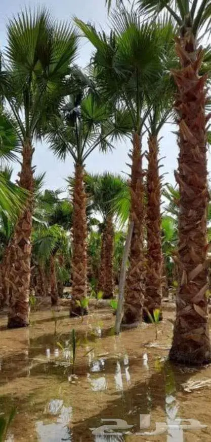 نخل واشنطن واشنطونيا 9