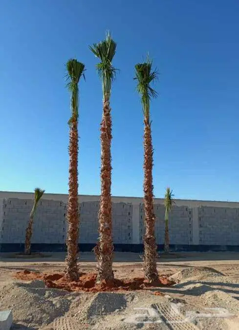 نخل واشنطن واشنطونيا 2