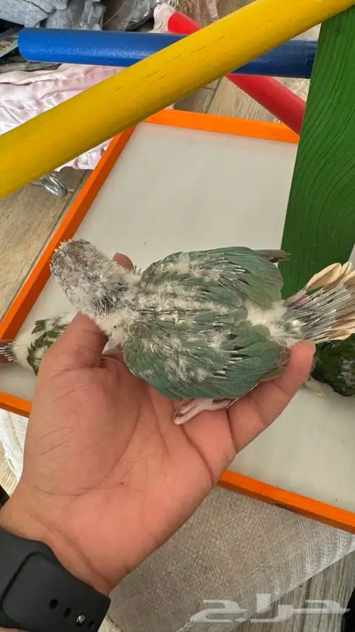 فروخ كنيور غرر 3