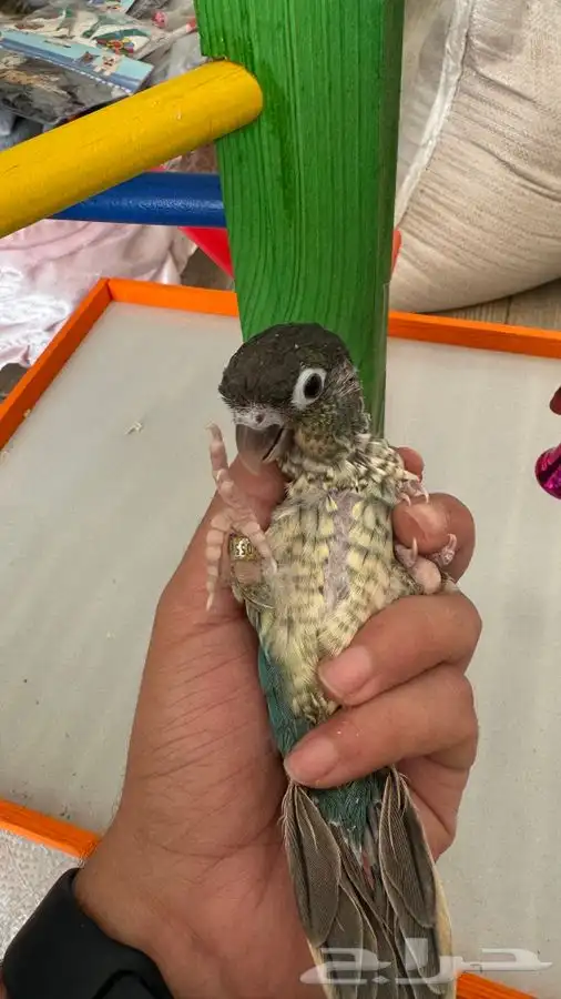 فروخ كنيور غرر 4