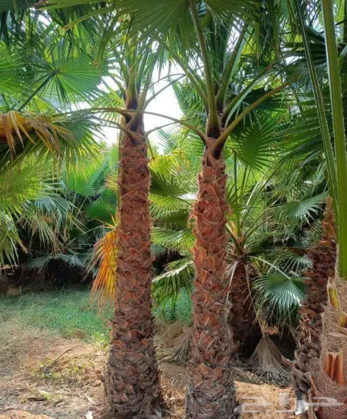 نخل واشنطن واشنطونيا 6