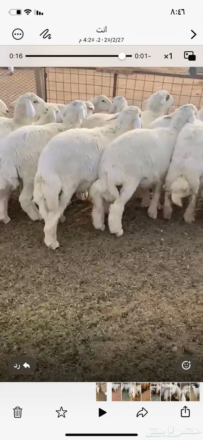 ذبايح حري خرفان طليان خروف جبر ذبيحه 2