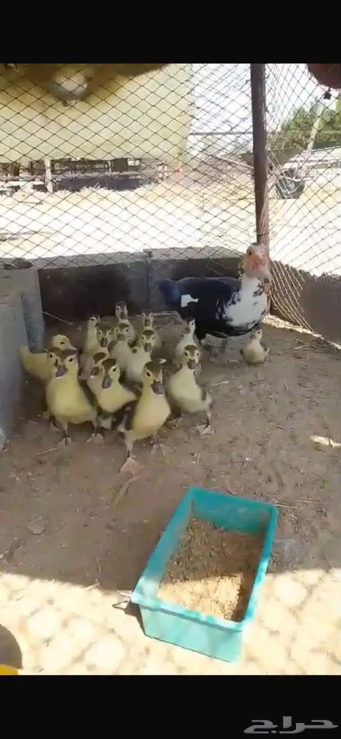 بط منتج 2